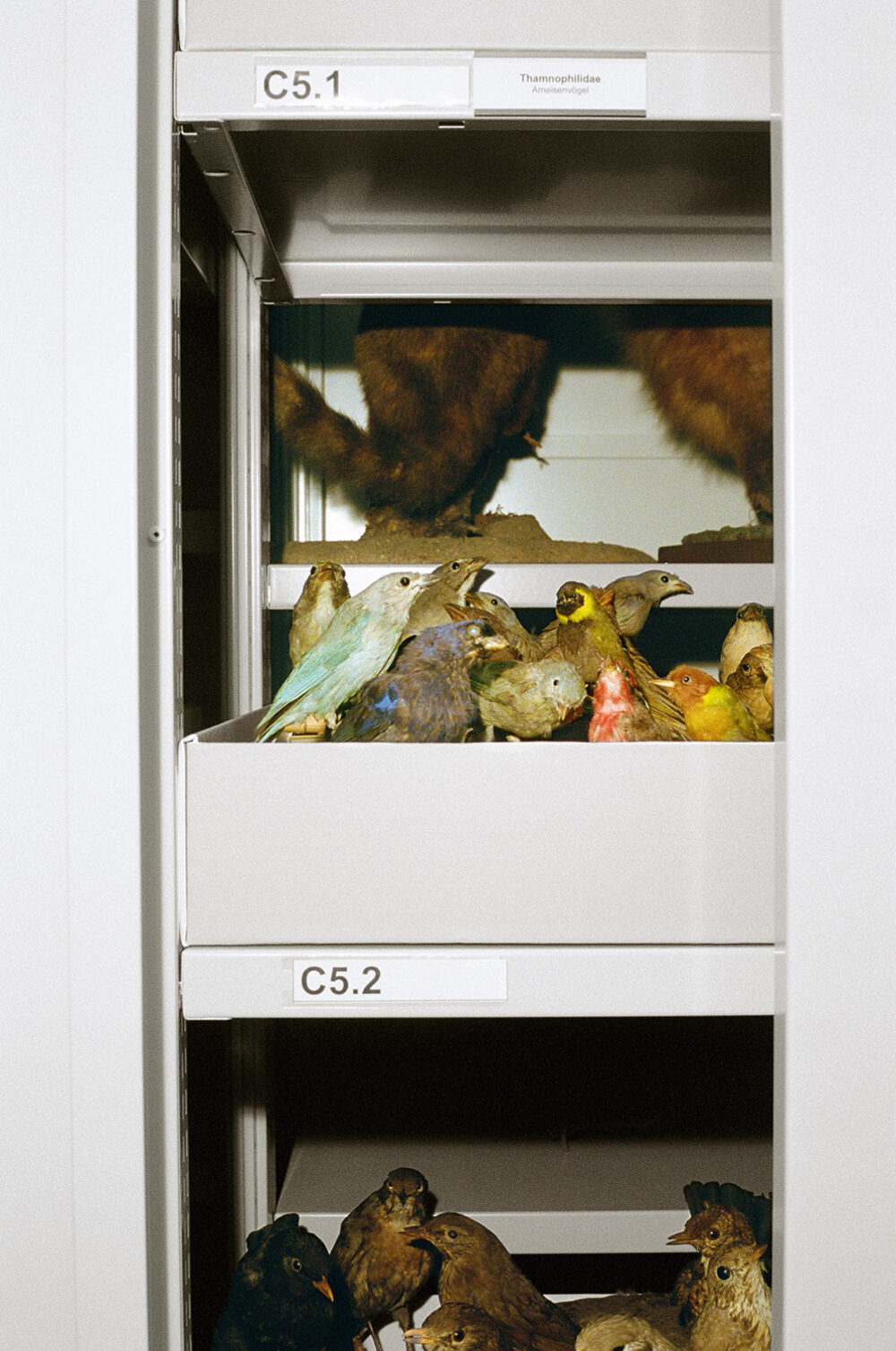 Foto von ausgestopften Tieren in einer Schublade