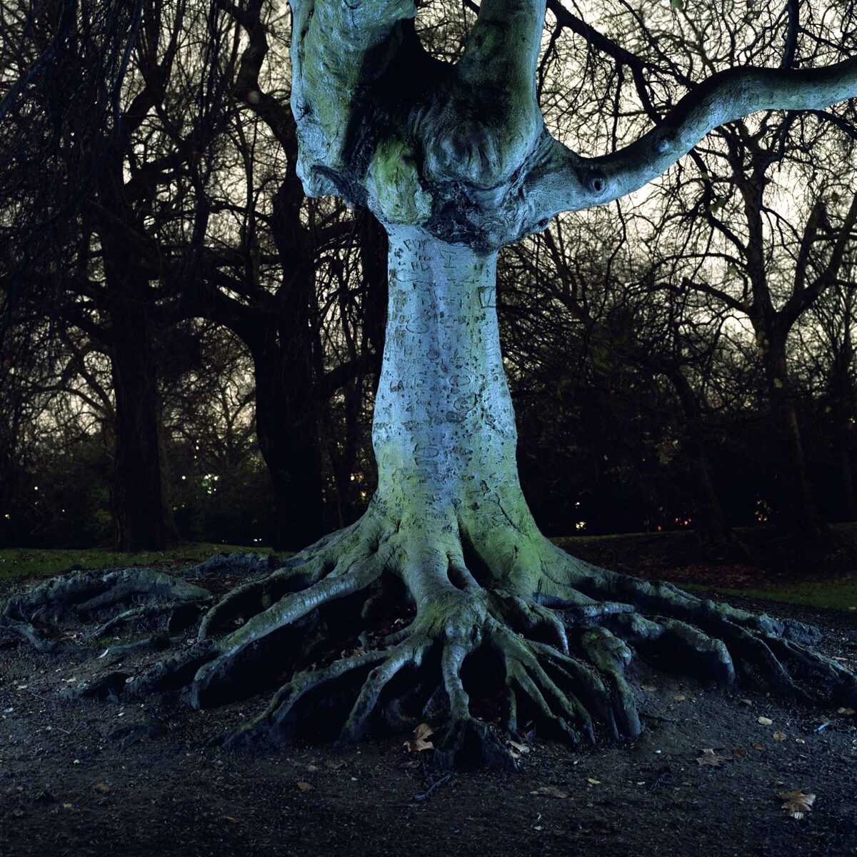 Marianne Engel, Supertree, 2009