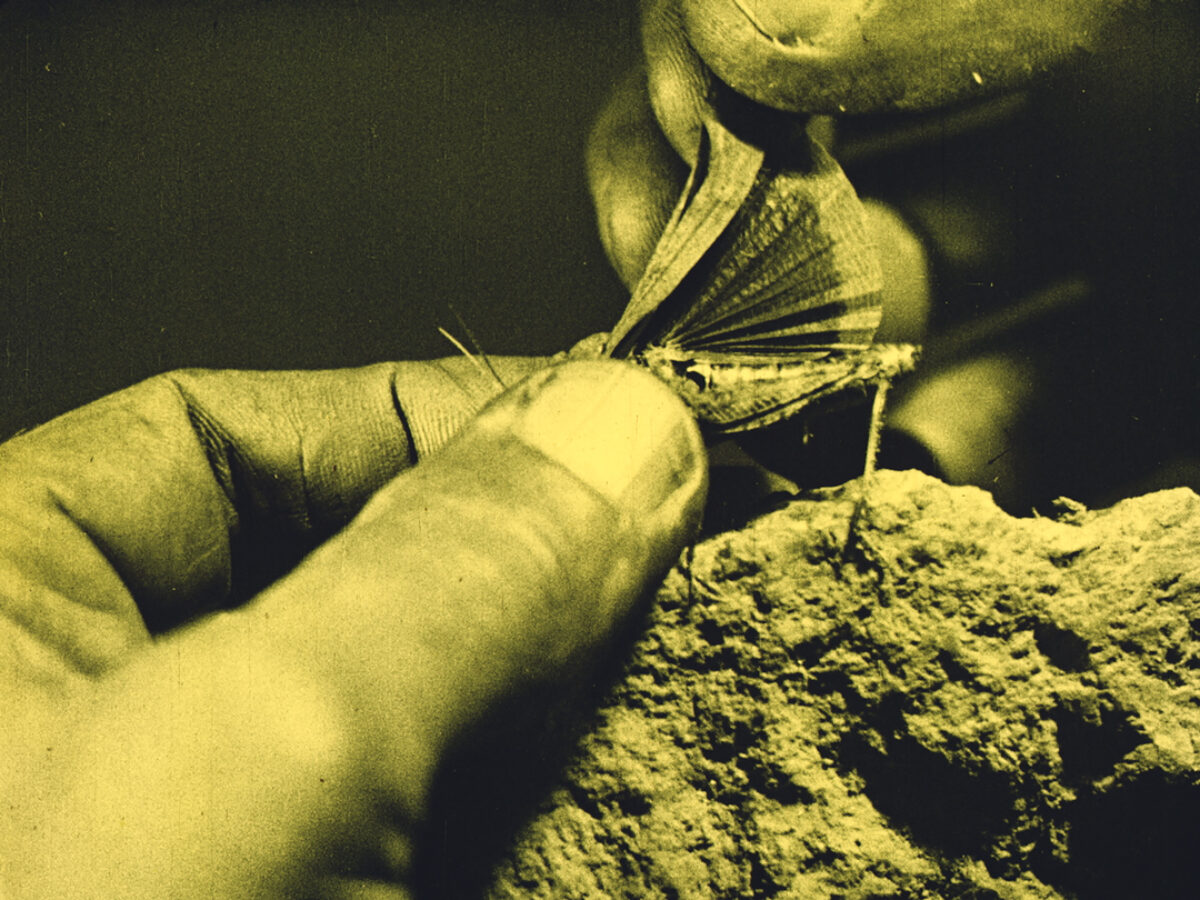 Videostill von Alexandra Navratil, das Hände zeigt, die einen Falter halten.