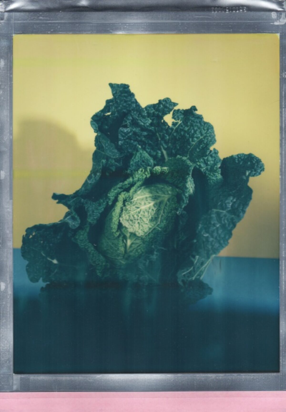 João Maria Gusmão
Pedro Paiva, Camera test (vanishing cabbage), 2016 