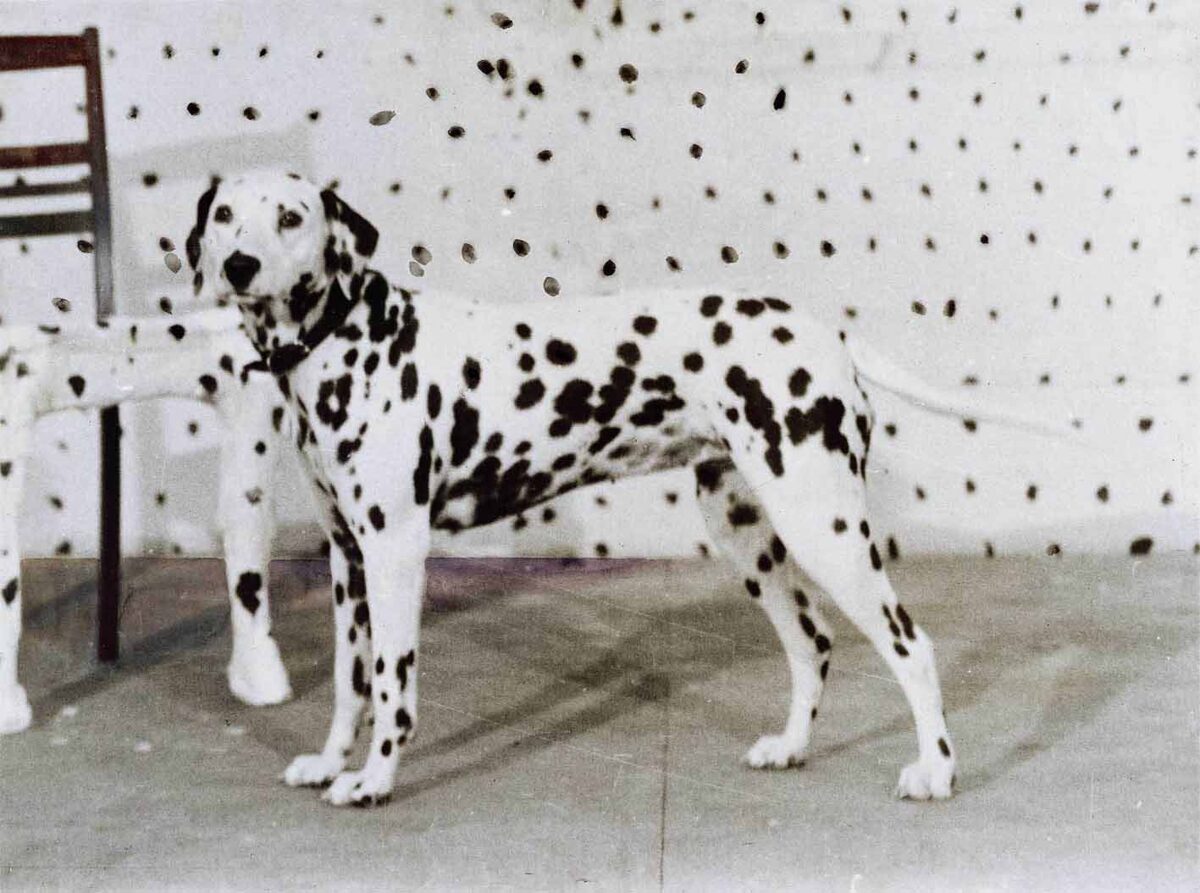 Heiner Kielholz
Jakob Nielsen, Dalmatiner, 1971 