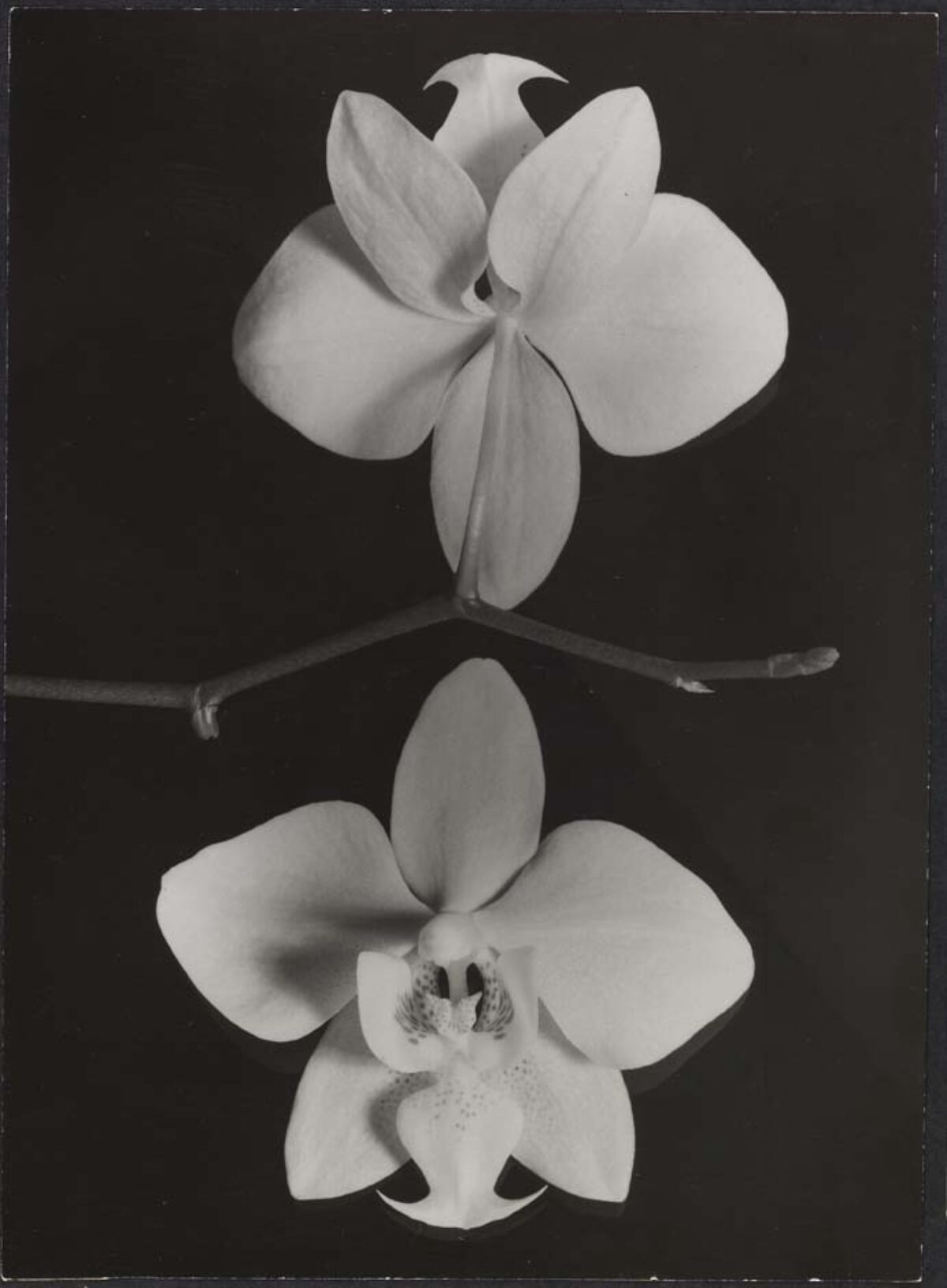 Binia Bill, Zwei Orchideenblüten (Phalaenopsis) auf dunklem Grund, Vor 1942 